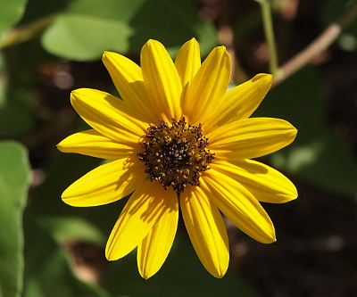 [A close top-down view of the bloom. It has 14 yellow petals with no space between the petals. The center has a lot of dark stubby stamen.]